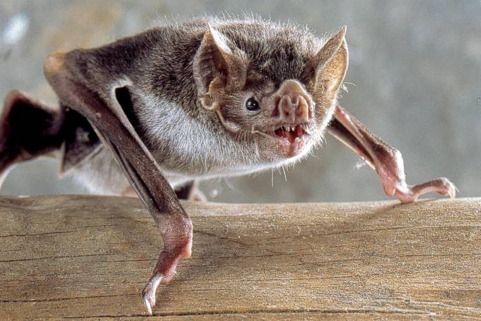 Central de Zoonoses de PG orienta população sobre manejo de morcegos
